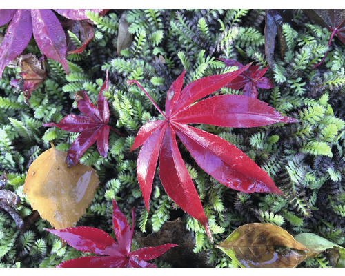 Röda lönnlöv på mossa