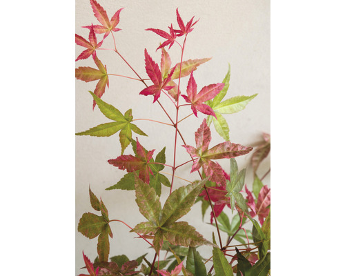 Japansk lönn med mångfärgade blad