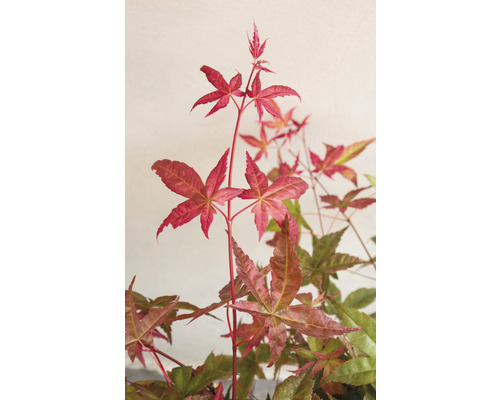 Närbild av en lönn med röda blad