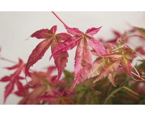 Närbild av lönnlöv