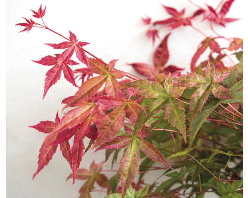 Närbild av en japansk lönn med röda och gröna blad.