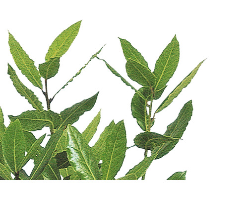 Lagerblad