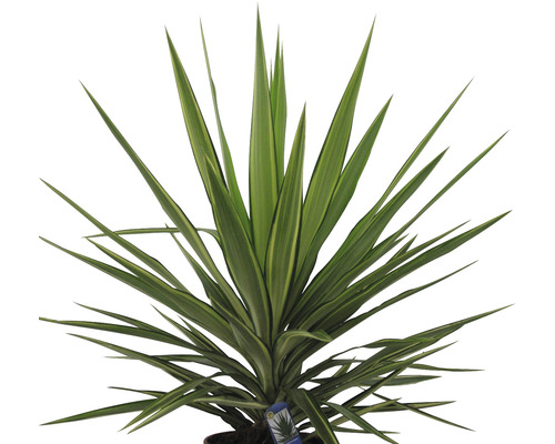 Yucca krukväxt med långa, spetsiga blad