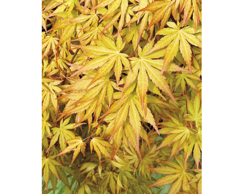Hängande japansk lönn Acer palmatum Cascade Gold 40cm Co 3L