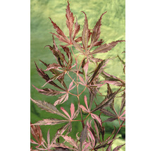 Japansk lönn med filigranblad