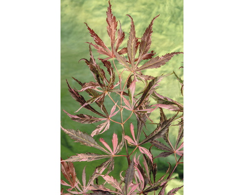 Japansk lönn Acer palmatum Extravaganza 40-50cm Co 3L