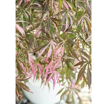 Japansk lönn med grönt och rosa bladverk