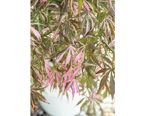 Japansk lönn med grönt och rosa bladverk