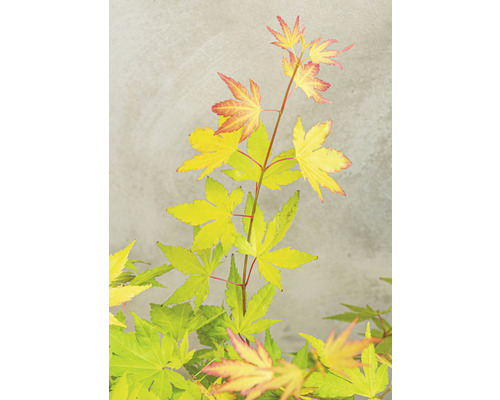 Japansk lönn med gula och röda blad