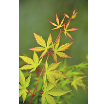 Japansk lönn med blad