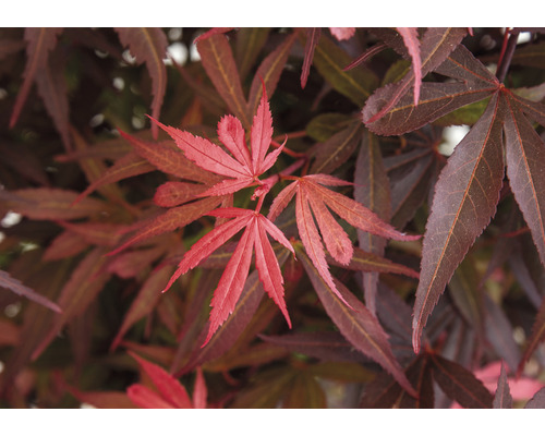 Närbild av lönnlöv