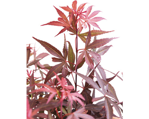 Japansk lönn med djupt skurna blad