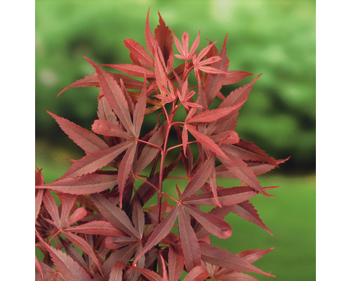 Japansk lönn med röda blad.