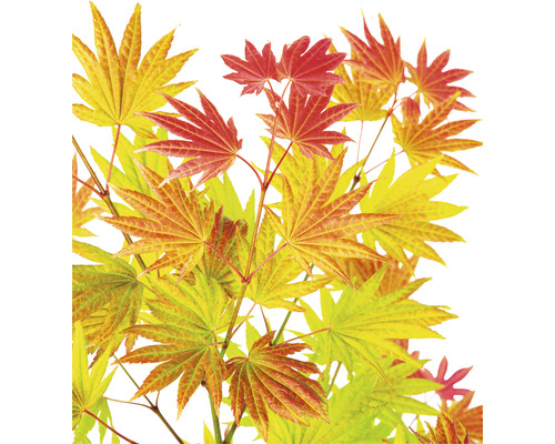 Japansk lönn Acer palmatum Moonrise 40-50cm Co 3L