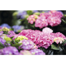 Hortensia Hydrangea macrophylla 'DIVA FIORE®' Co 5L upprepat blommande, sorterad
