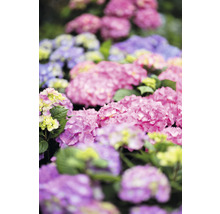 Hortensia Hydrangea macrophylla 'DIVA FIORE®' Co 5L upprepat blommande, sorterad