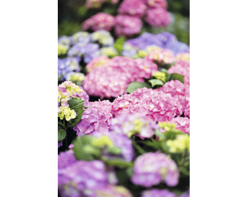 Närbild av rosa, lila och blå hortensiablommor