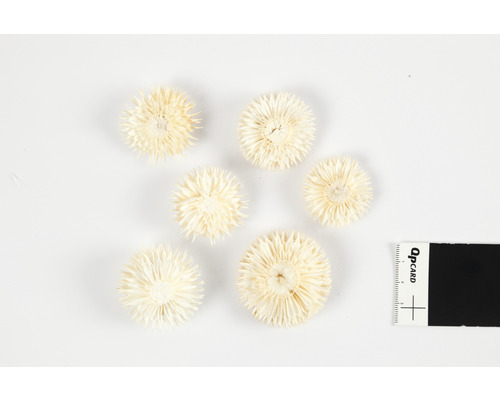 Sex eterneller på ett bord