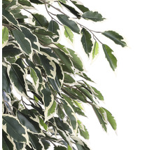 Gren av en krukväxt med blad