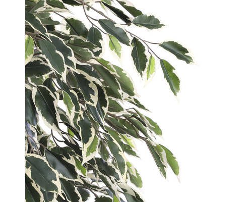 Gren av en krukväxt med blad