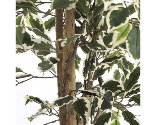 Detaljbild av en konstgjord fikus med grön-vita blad