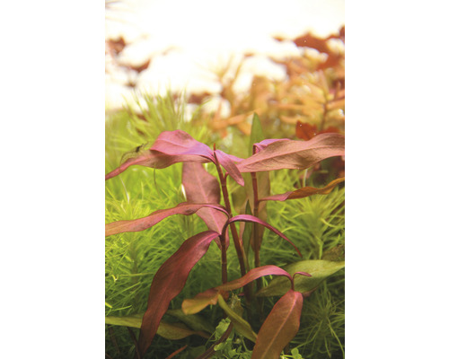 Akvarieväxt med röda blad