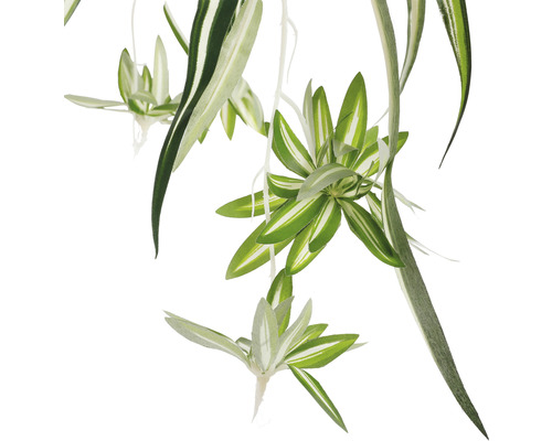 Ampellilja med vitgröna blad