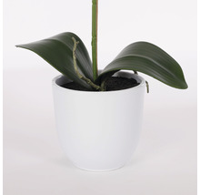 Konstväxt MICA Phalaenopsis 60cm vit-thumb-3