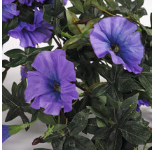 Konstväxt MICA Hängpetunia 40x25cm violett-thumb-3