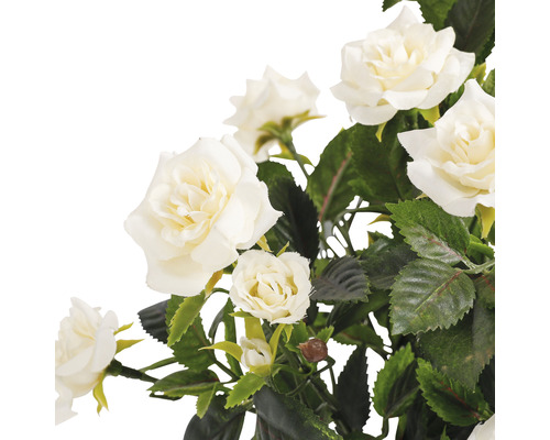 Närbild av vita rosor med gröna blad