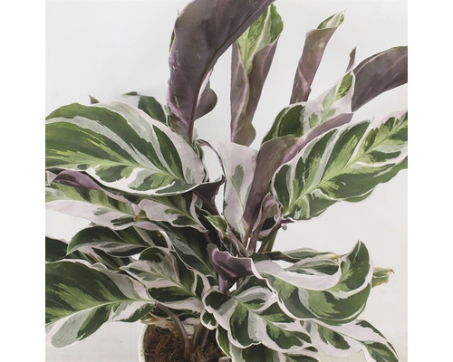 Calathea krukväxt med mönstrade blad