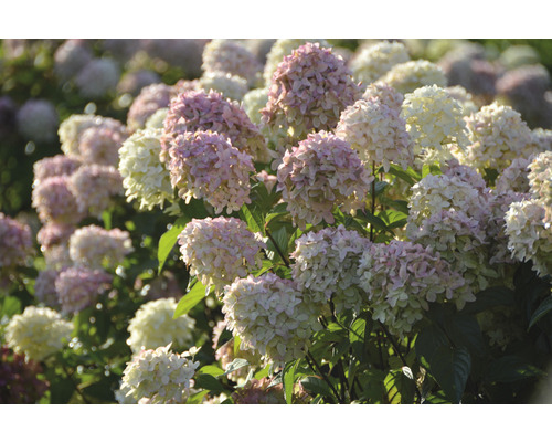 Närbild av en hortensiaväxt med vita och rosa blommor