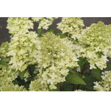 Närbild av en syrenhortensia med blomställningar