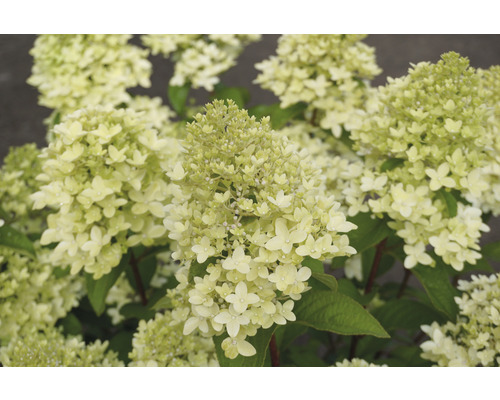 Närbild av en syrenhortensia med blomställningar
