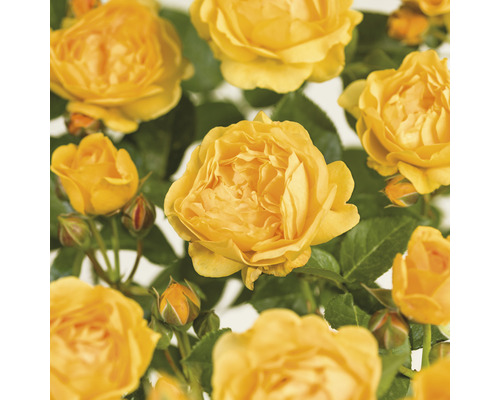 Ros FLORASELF Rosa 'Absolutely Fabulous' stamhöjd 60cm Co 6,5L fyllda blommor Gula rosenblommor med gröna blad