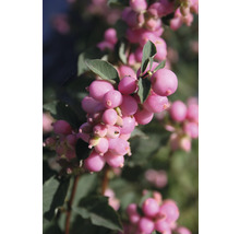 Närbild av en gren av ett snöbär med rosa bär