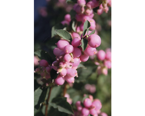 Närbild av en gren av ett snöbär med rosa bär