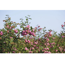 Trybuske med rosa bär och gröna blad