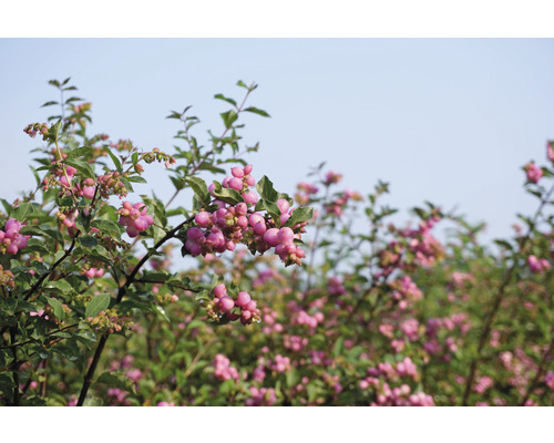 Trybuske med rosa bär och gröna blad