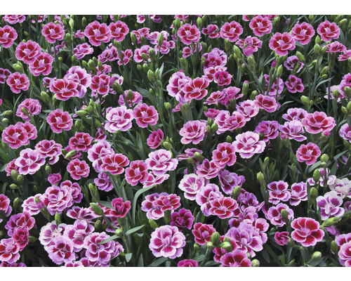 Pink Kisses Pestovani (Pink Kisses, celou sezónu, kolem rostliny, Růže Pink, Růže Pink Kisses) Pink Kisses Pestovani