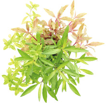 Akvarieväxter DENNERLE PLANTS 3 magnifika plantor DENNERLE PLANTS Hygrophila corymbosa 'Thailand' Hygrophila polysperma 'Sunset Alternanthera reineckii 'Red Ruby'