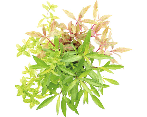 Akvarieväxt med gröna blad