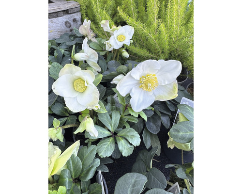 Närbild av vita julrosblommor med gula ståndare