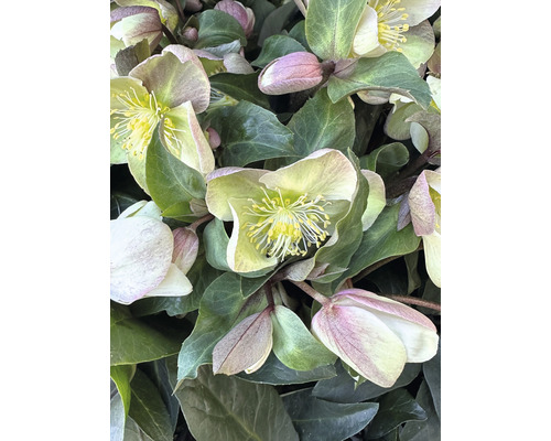 Närbild av julrosblommor med gröna blad