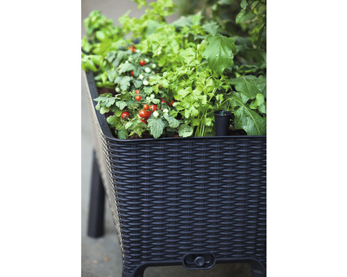 Pallkrage av rotting med tomatplantor och örter