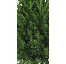 Närbild av en vintergrön cypress