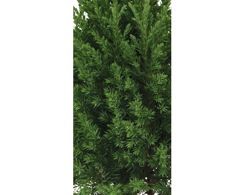 Närbild av en vintergrön cypress