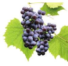 Bio vinkranka kärnfri FLORASELF Bio Vitis vinifera 'Venus' 60-100cm Co 3L