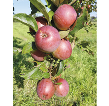 Äppelträd FLORASELF Bio Malus domestica 'Fire Dance' 130-150cm Co 10L