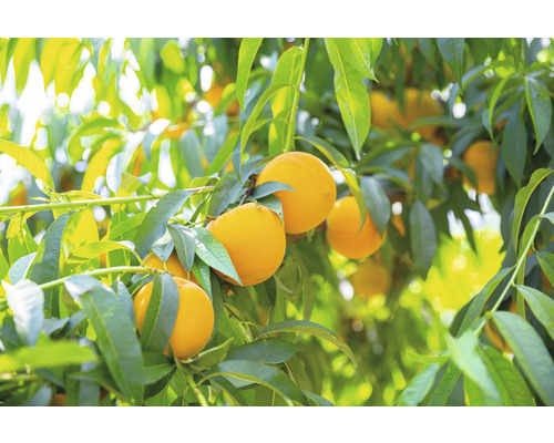 Honungspersika FLORASELF Bio Prunus persica 'Honeysun' stamhöjd ca 60cm totalhöjd ca 100-120cm Co 7,5L självbefruktande buske